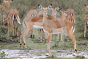 Impala standing in the rain