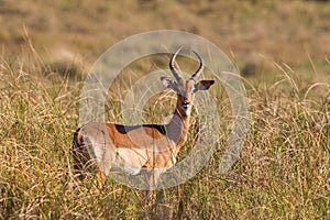 Impala stood in grass