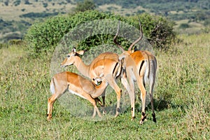 Impala Suckling and Smelling