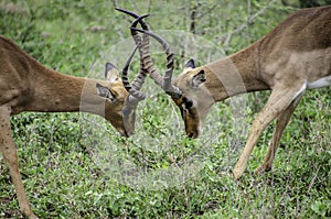 Impala sudafricano. Aepyceros melampus melampus photo