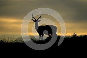 Impala at Sunset