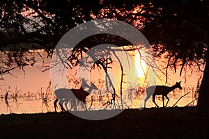 Impala at sunset