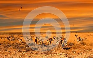 Impala sunset photo