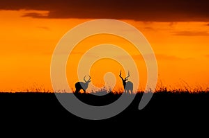 Impala sunset in the Masai Mara