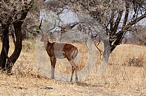 Impala, Tanzania photo