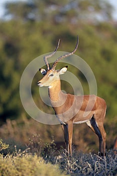 Impala, Tanzania, Africa