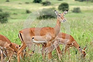 Impala in Tarangire National Park, Tanzania