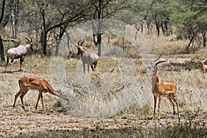 Impala and Topi antelope