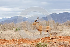 Impala in Tsavo.