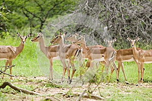 Impala in Umfolozi Game Reserve, South Africa, established in 1897 photo