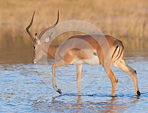 Impala wading through water