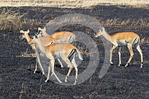 Impala walking on burned land