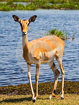 Impala at waterhole