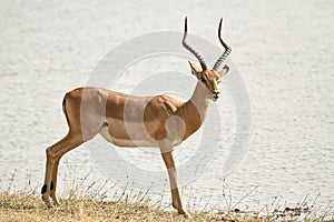 Impala at watering hole