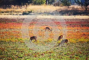 Impala in wild photo