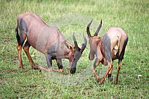 Impala in the wild