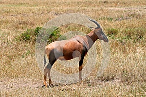 Impala in the wild