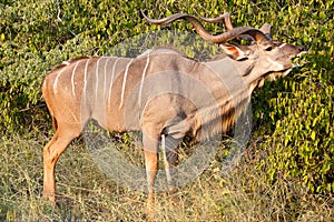 Impala in the wild