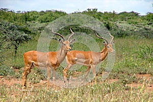 Impala in the wild