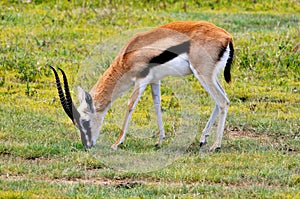 Impala in the wild