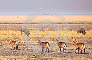 Impala in the wild