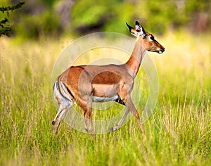 Impala in the wild