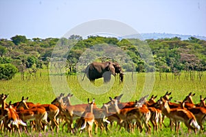 Impala in the wild