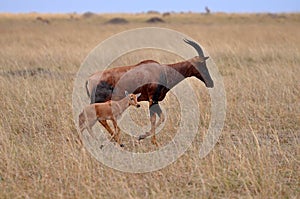 Impala in the wild