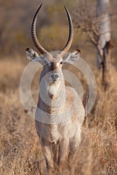 Impala in the wild