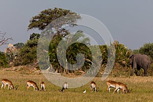 Impala in the wild