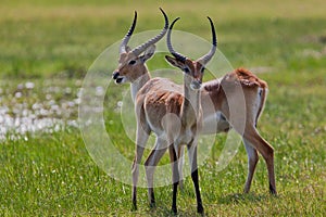 Impala in the wild