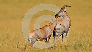 Impala in the wild