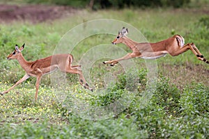 Impala in the wild photo