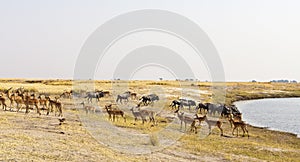 Impala and Wildebeets merging at water hole