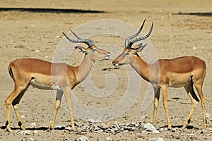 Impala - Wildlife Background from Africa - Brother Bond