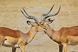 Impala - Wildlife Background from Africa - Brother Symmetry