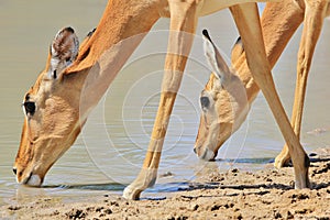 Impala - Wildlife Background from Africa - Double Drink