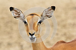 Impala - Wildlife Background from Africa - Funny Nature