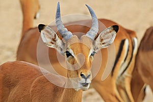 Impala - Wildlife Background from Africa - Nature's Fun