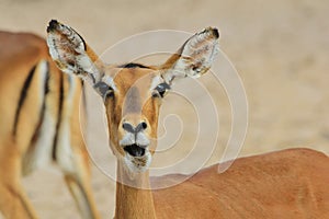 Impala - Wildlife Background from Africa - Nature's Humor