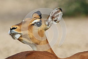 Impala - Wildlife Background from Africa - Nature's Stubborn Humor
