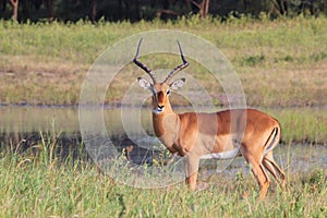 Impala - Wildlife Background - Ram Stare of Focus