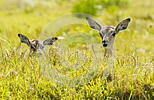 Impala young lying in long grass