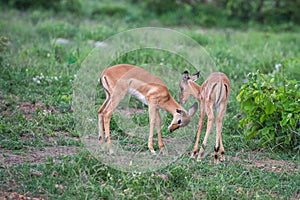 Impala youngsters together