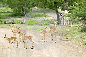 Impala and Zebra on dusty road in Umfolozi Game Reserve, South Africa, established in 1897 photo