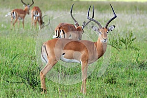 Impalas