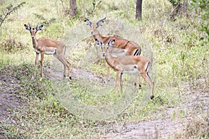 Impalas, three alarmed antelopes in Queen Elizabeth Park, Uganda