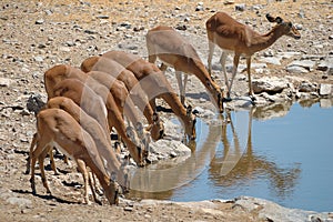 Impalas (Aepyceros melampus)