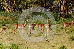 Impalas & x28;Aepyceros melampus& x29; at Crescent Island Game Sanctuary on Naivasha lake, Ken