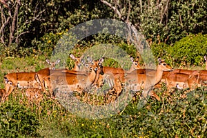 Impalas & x28;Aepyceros melampus& x29; at Crescent Island Game Sanctuary on Naivasha lake, Ken